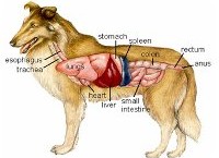 אנטומיה של כלב